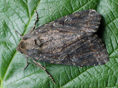 Apterogenum ypsillon