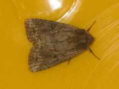 Apterogenum ypsillon