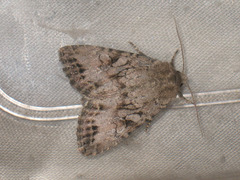 Apterogenum ypsillon