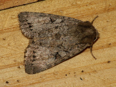 Apterogenum ypsillon