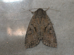 Apterogenum ypsillon