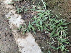 Murdannia loriformis