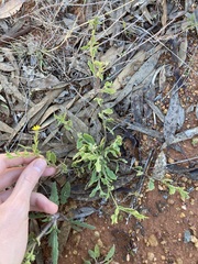 Osteospermum calendulaceum