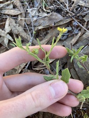 Osteospermum calendulaceum