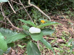 Mussaenda formosanum