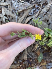 Osteospermum calendulaceum