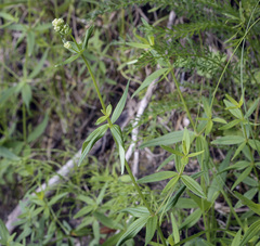 Galium rubioides