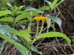 Mussaenda formosanum