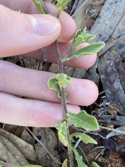 Osteospermum calendulaceum