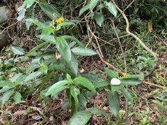 Mussaenda formosanum