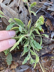 Osteospermum calendulaceum