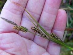Carex nigra