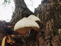 Leucoagaricus americanus