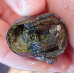 Pagurus novizealandiae