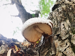 Leucoagaricus americanus