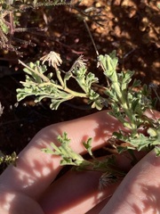Vittadinia