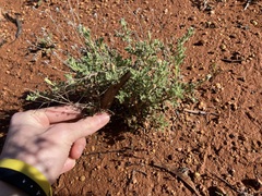 Vittadinia