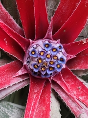 Fascicularia bicolor