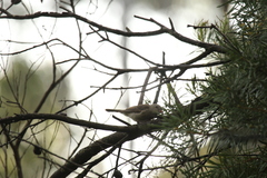 Acanthiza pusilla
