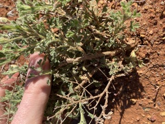 Vittadinia