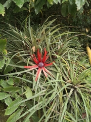 Fascicularia bicolor
