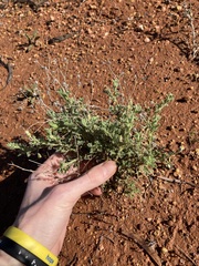 Vittadinia