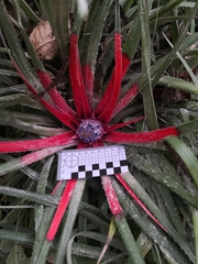 Fascicularia bicolor