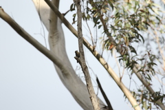 Cormobates leucophaea