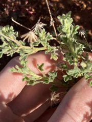 Vittadinia