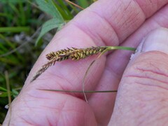 Carex nigra