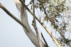 Cormobates leucophaea