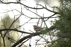Acanthiza pusilla