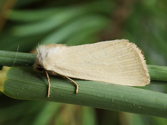 Arenostola phragmitidis