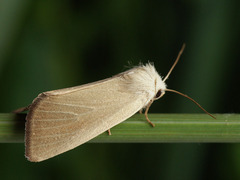 Arenostola phragmitidis