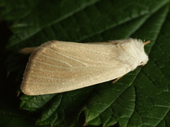 Arenostola phragmitidis