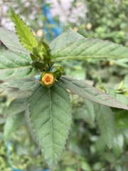Sida rhombifolia