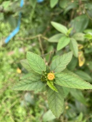 Sida rhombifolia