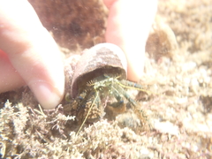 Pagurus novizealandiae