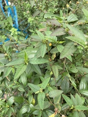 Sida rhombifolia