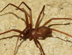 Loxosceles rufescens