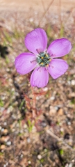 Drosera cistiflora
