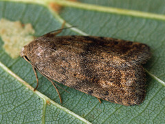 Athetis gluteosa