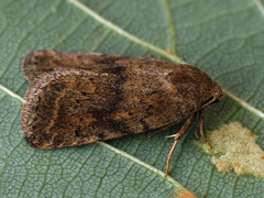 Athetis gluteosa