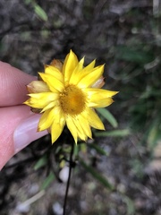 Xerochrysum viscosum