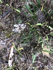 Xerochrysum viscosum