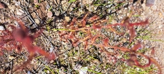 Drosera cistiflora