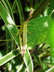 Acrididae