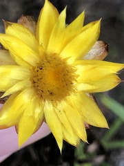 Xerochrysum viscosum