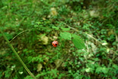 Euonymus verrucosus