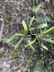 Xerochrysum viscosum